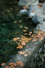 Autumn Leaf on Water