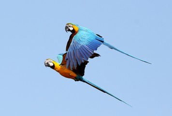 South American Blue and Yellow Macaw parrot (Ara ararauna) © gerwbosma