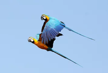 Wandcirkels aluminium South American Blue and Yellow Macaw parrot (Ara ararauna) © gerwbosma