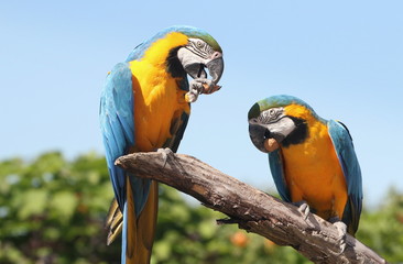 Pair of South American Blue and Yellow Macaw parrots (Ara ararauna) eating walnuts.