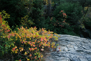 Colorfull Plant on Rock