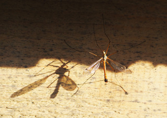 mosquito on the wall