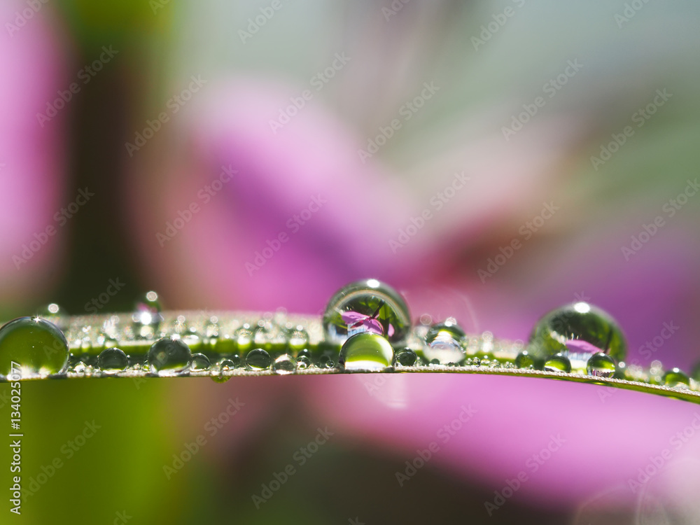 Canvas Prints drops on grass