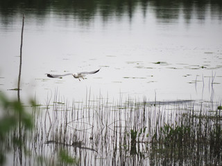 seagull flying over the river