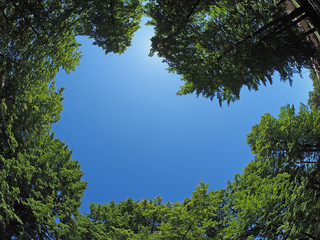 trees from the bottom up