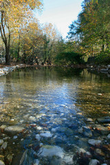Rocky River and Trees