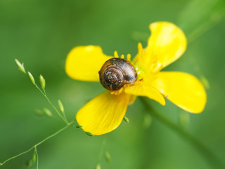 snail on buttercups in forest