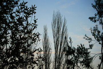 Trees Silhouettes of Tree in Autumn