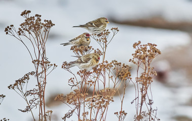 Bird Carduelis flammea on the dry grass in winter