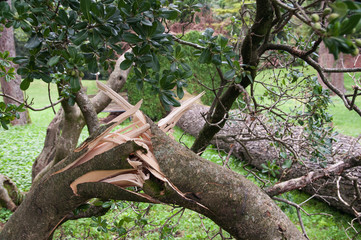Alberi abbattuti e sradicati con i tronchi spezzati in un parco di Gardone Riviera dopo la tempesta e tromba d'aria ad un giorno d'estate