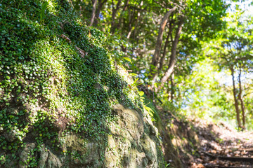 Rock in Mt. Kanuki hiking route