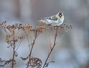 Bird Carduelis flammea on the dry grass in winter