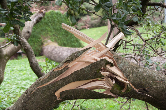 Il tronco dell'albero spezzato dalla tempesta e tromba d'aria nel parco di Gardone Riviera