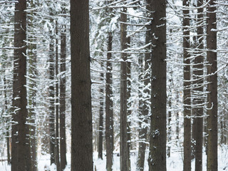 snowy forest