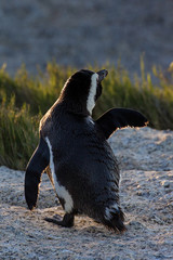 African penguin in morning sun