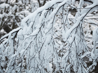 snowy forest