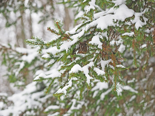 Spruce branches in the snow