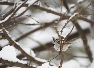 crested tit in the forest