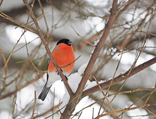 bullfinch in the forest