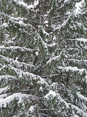 Spruce branches in the snow