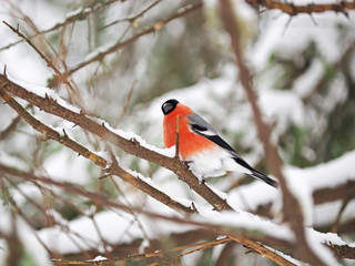 bullfinch in the forest
