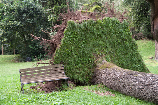 Albero secolare, sradicato dopo la tempesta e tromba d'aria d'estate, caduto sulla panchina nel parco