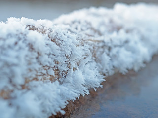 snowy feathers