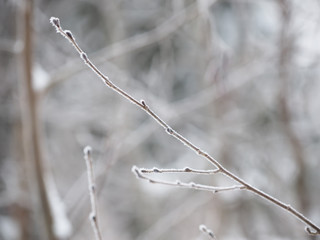 branches in snow