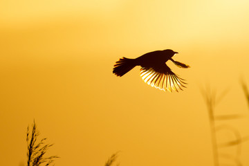 Cape bulbul in flight