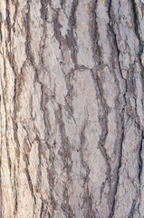 Natural structure of the bark  a pine tree