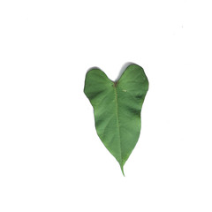 isolated closed up green shape leaf on white background
