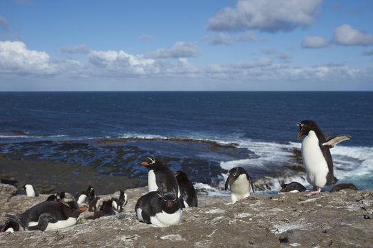 Rockhopper Penguins (Eudyptes chrysocome) on the cliffs of Bleaker Island in the Falkland Islands