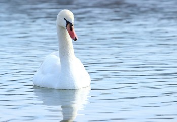Swan on the lake