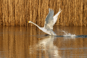 Whooper swan in wintertime
