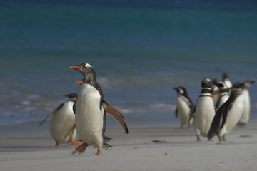 Fototapeta na wymiar Gentoo Penguins (Pygoscelis papua) and Magellanic Penguins (Spheniscus magellanicus) on a large sandy beach on Bleaker Island in the Falkland Islands.