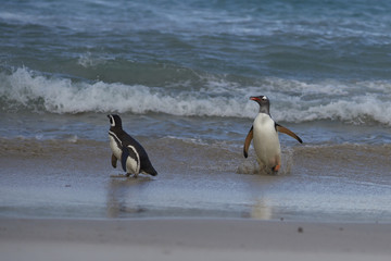 Fototapeta premium Gentoo Penguins (Pygoscelis papua) and Magellanic Penguins (Spheniscus magellanicus) on a large sandy beach on Bleaker Island in the Falkland Islands.