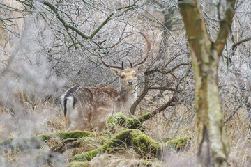 Fallow deer in a winter setting with hoarfrost 
