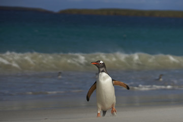 Gentoo Penguin (Pygoscelis papua) on a sandy beach on Bleaker Island in the Falkland Islands.