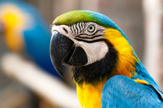 Parrot sitting and watching you