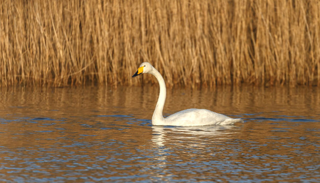 Whooper swan in wintertime
