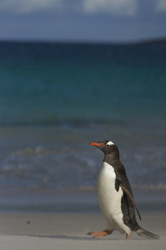 Gentoo Penguin (Pygoscelis papua) on a sandy beach on Bleaker Island in the Falkland Islands.