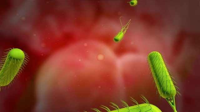 3D animation of the Helicobacter pylori or H. pylori, 4K Ultra HD. H. pylori swimming in the gastric mucosa of the stomach 