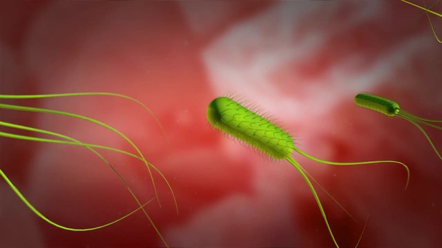 3D animation of the Helicobacter pylori or H. pylori, 4K Ultra HD. H. pylori swimming in the gastric mucosa of the stomach 