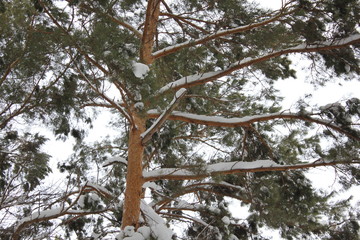 Beautiful winter landscape with snow covered trees 30041