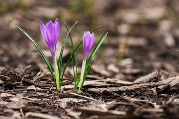Harbingers of the spring - close up image of crocus flowers.