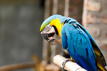 Parrot sitting and eating