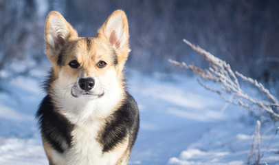 Welsh Corgi on a walk in the winter forest.