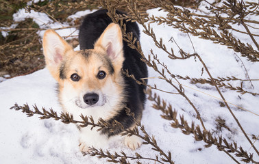 Welsh Corgi on a walk in the winter forest.
