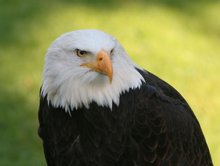 Fototapeta premium Mature American Bald Eagle (Haliaeetus leucocephalus) in close-up 