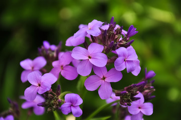 Purple garden flowers